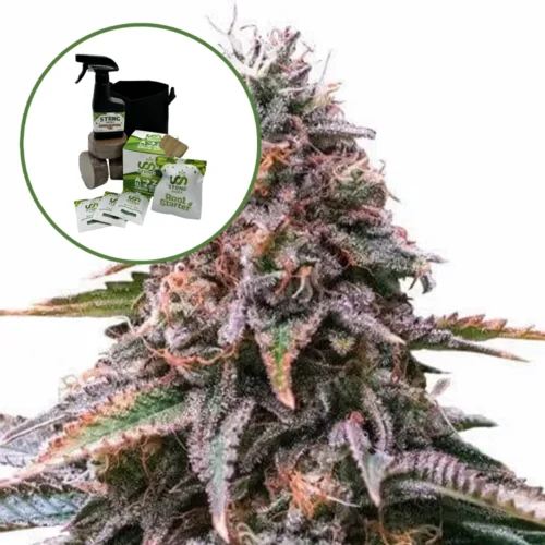 Cherry Pie Auto High Yield Grow Kit