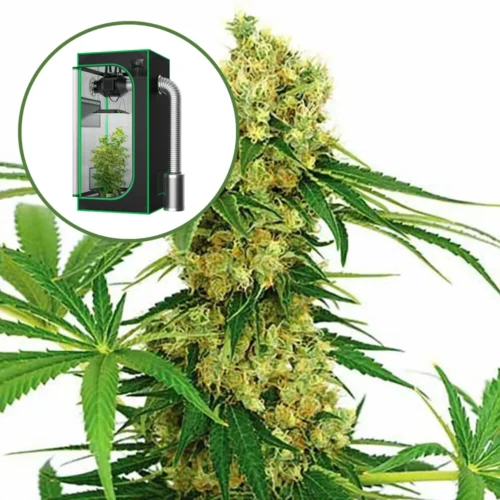 Chocolope Auto Platinum Indoor Grow Bundle