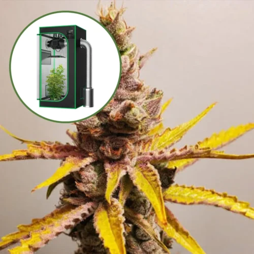 Clementine Auto Platinum Indoor Grow Bundle