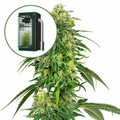 Deadhead OG Auto Platinum Indoor Grow Bundle