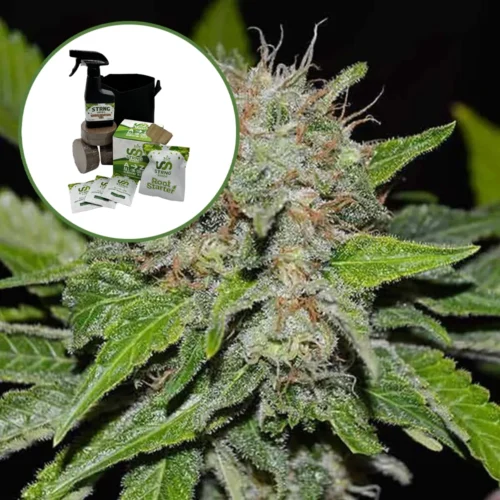 Deep Mandarine Auto High Yield Grow Kit