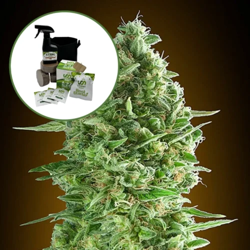 Do-Si-Dos Auto High Yield Grow Kit