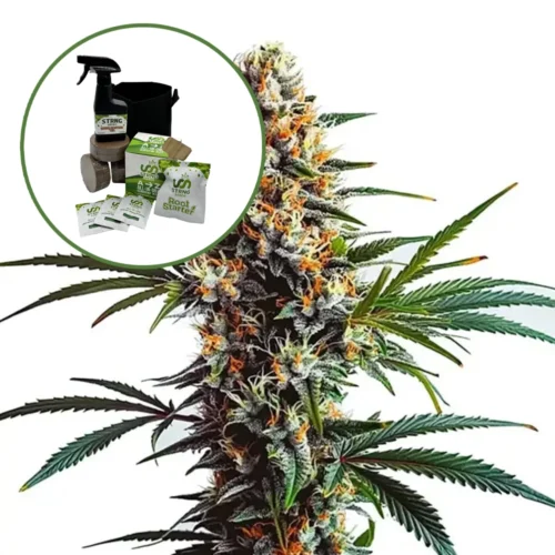 Doug's Varin Auto High Yield Grow Kit
