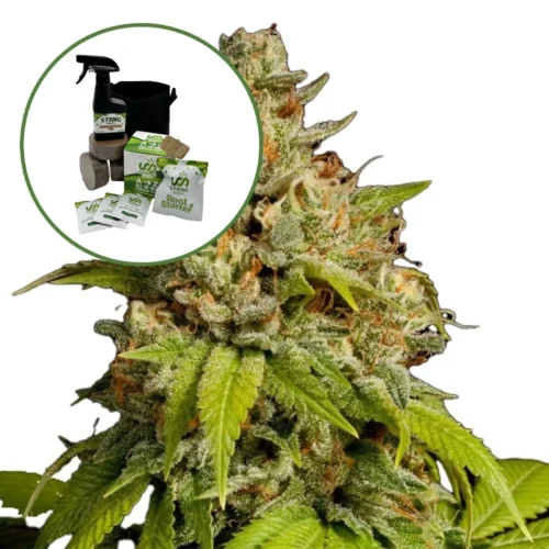 Durban Poison Auto High Yield Grow Kit