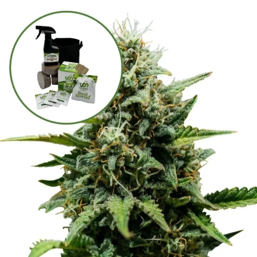 Fat Banana Auto High Yield Grow Kit