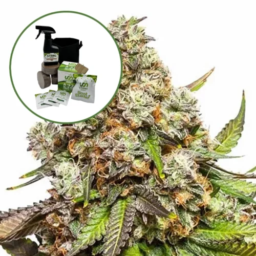 Fruity Pebbles Auto High Yield Grow Kit