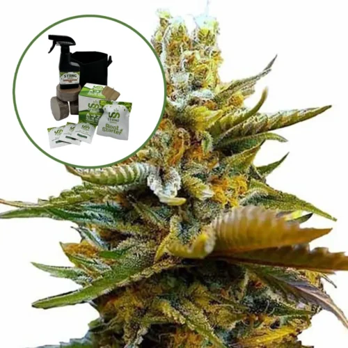G13 Auto High Yield Grow Kit