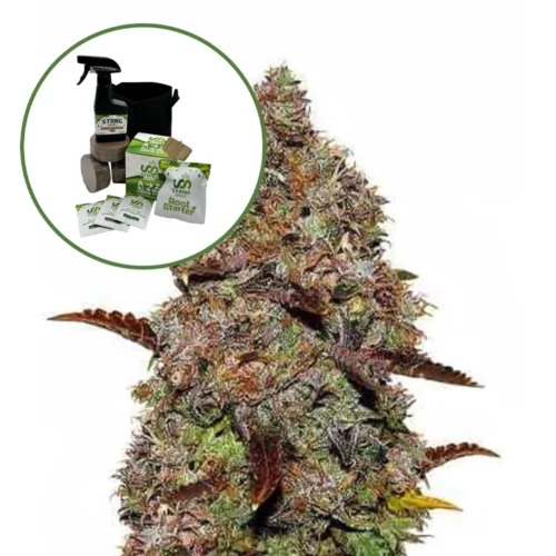 Gelato Auto High Yield Grow Kit