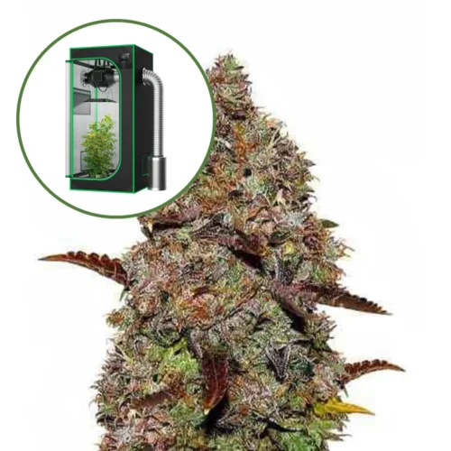 Gelato (THCA) Auto Platinum Indoor Grow Bundle