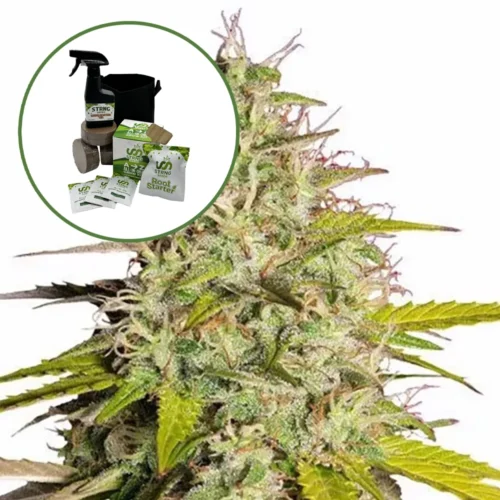 Girl Scout Cookies Auto High Yield Grow Kit