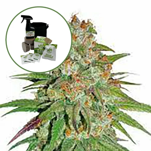 Glueberry OG Auto High Yield Grow Kit