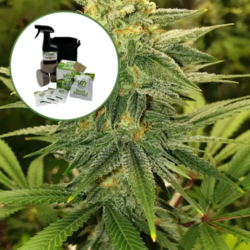 Gold Leaf Auto High Yield Grow Kit