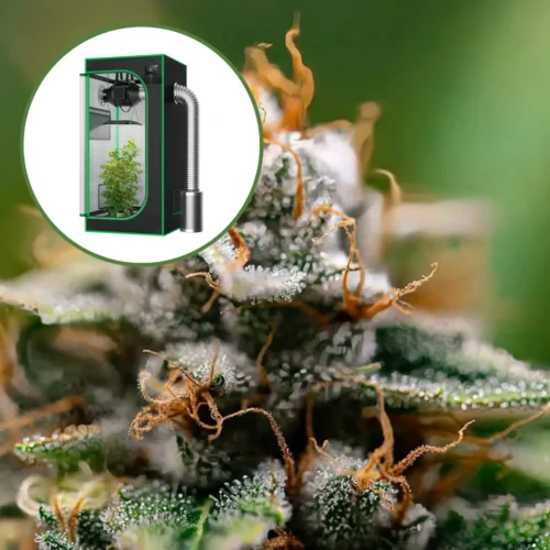 Gorilla Glue x Skywalker OG Auto Platinum Indoor Grow Bundle