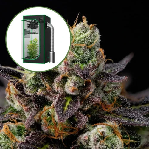 Granddaddy Purple Auto Platinum Indoor Grow Bundle