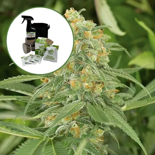 Green Crack (THCA) Auto High Yield Grow Kit