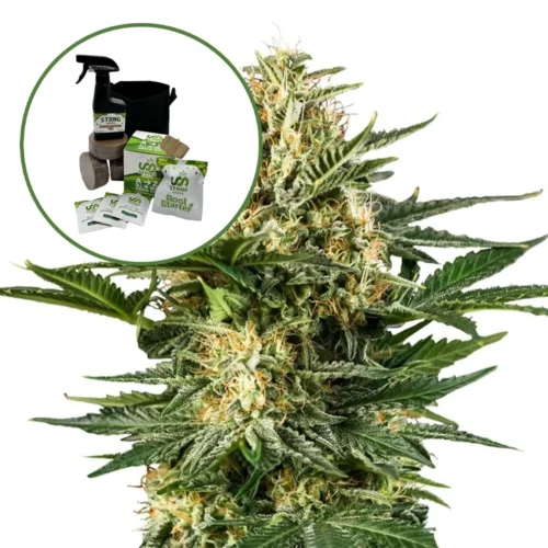 Green Gelato Auto High Yield Grow Kit