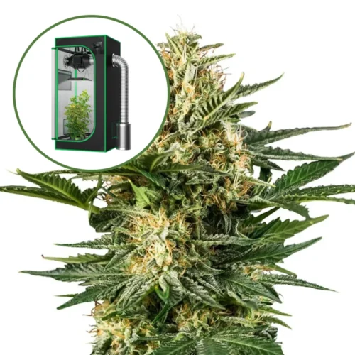 Green Gelato Auto Platinum Indoor Grow Bundle