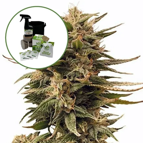 Harlequin Auto High Yield Grow Kit