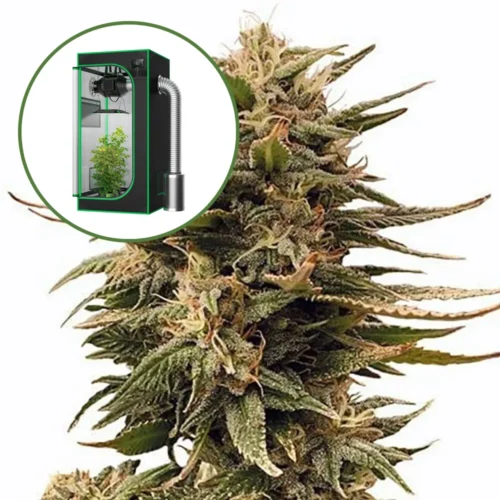 Harlequin Auto Platinum Indoor Grow Bundle