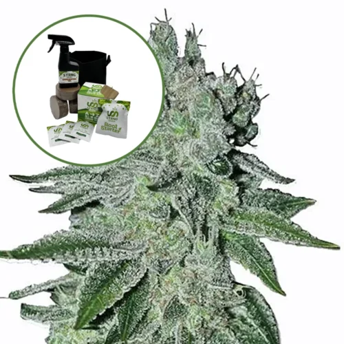 Headband Auto High Yield Grow Kit