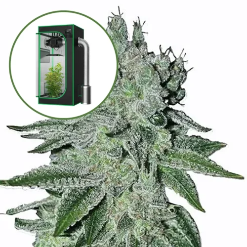 Headband Auto Platinum Indoor Grow Bundle