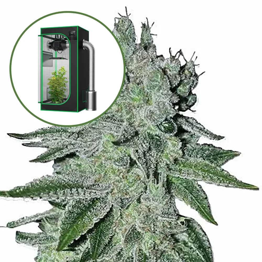 Headband Auto Platinum Indoor Grow Bundle