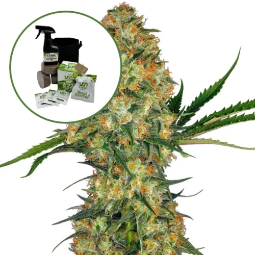 Hindu Kush Auto High Yield Grow Kit