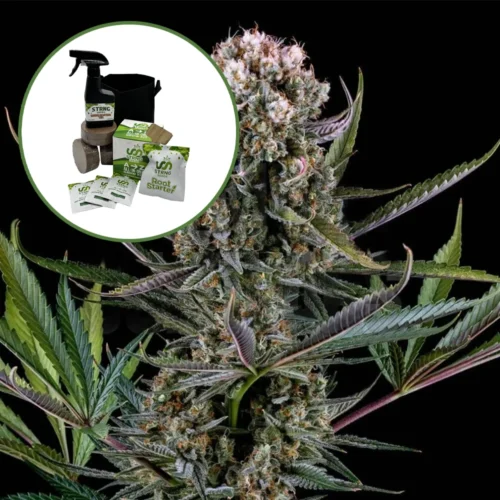 Italian Ice Auto High Yield Grow Kit