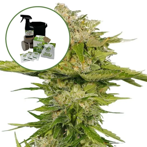 Kandy Kush Auto High Yield Grow Kit