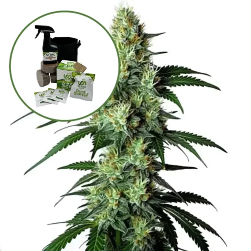 King Louis Auto High Yield Grow Kit