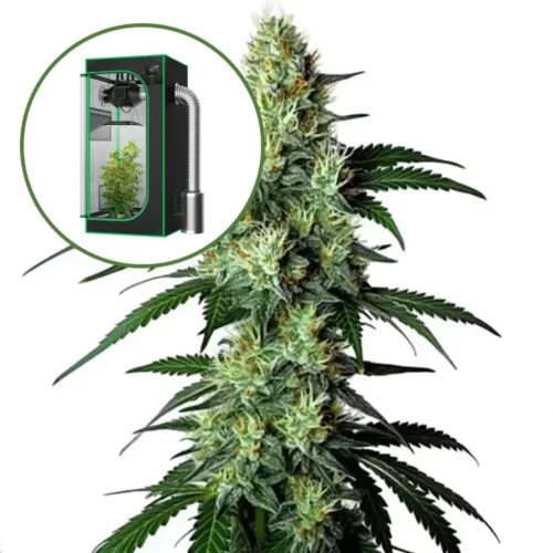 King Louis Auto Platinum Indoor Grow Bundle
