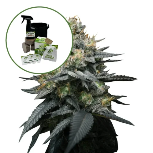 Kush Mint Auto High Yield Grow Kit