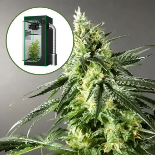 Larry OG Auto Platinum Indoor Grow Bundle