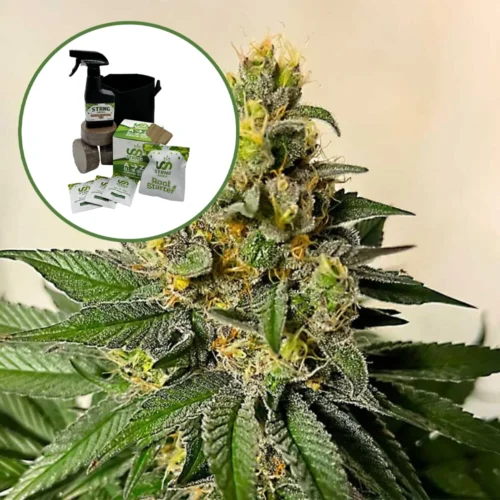 Legend OG Auto High Yield Grow Kit