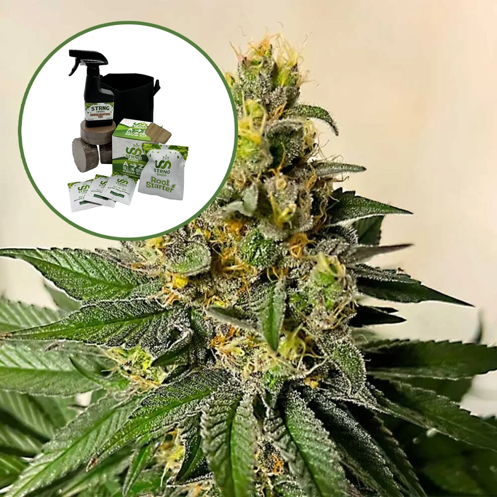 Legend OG Auto High Yield Grow Kit