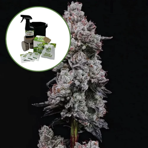 Lemon Cherry Gelato Auto High Yield Grow Kit