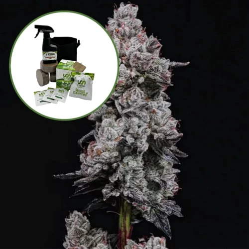 Lemon Cherry Gelato (THCA) Auto High Yield Grow Kit