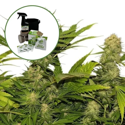 Lemon G Auto High Yield Grow Kit