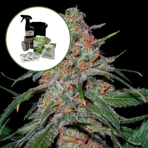 Lemon Skunk Auto High Yield Grow Kit