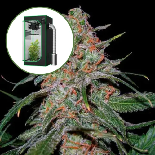 Lemon Skunk Auto Platinum Indoor Grow Bundle