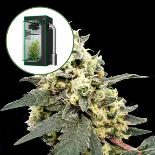 Lemonade Auto Platinum Indoor Grow Bundle