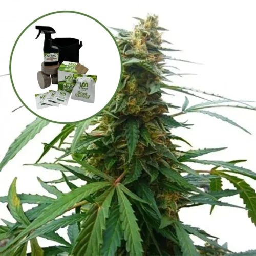 Mandarine 47 Auto High Yield Grow Kit