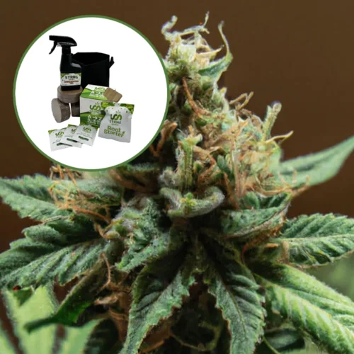 Mango Kush Auto High Yield Grow Kit