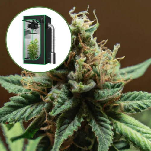 Mango Kush Auto Platinum Indoor Grow Bundle