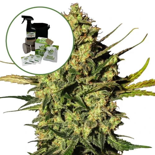 Master Kush Auto High Yield Grow Kit