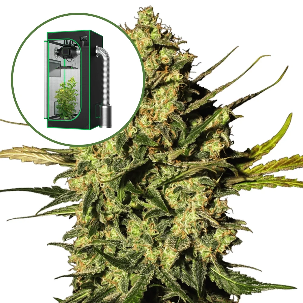 Master OG Auto Platinum Indoor Grow Bundle