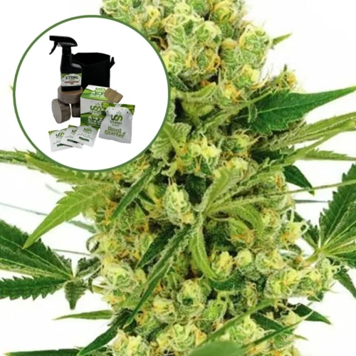 Maui Wowie Auto High Yield Grow Kit