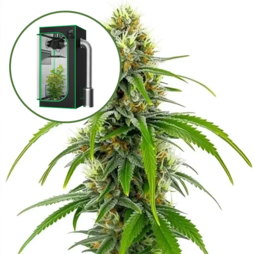 Moby Dick Auto Platinum Indoor Grow Bundle