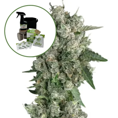 Peanut Butter Breath Auto High Yield Grow Kit