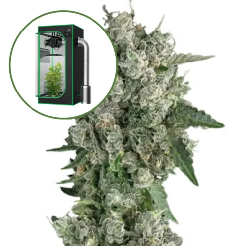 Peanut Butter Breath Auto Platinum Indoor Grow Bundle